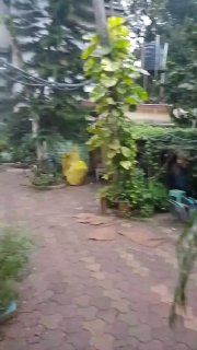 Аренда 3BHK в Гоа, Морджим